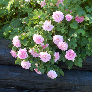 Vrtnica intenzivnega vonja - Roza - New Maiden Blush - 